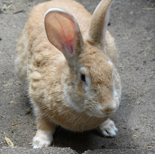 Rossi